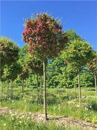 Attēlu rezultāti vaicājumam “Crataegus laevigata”