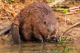 Image result for Castor fiber