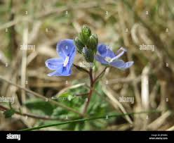 Attēlu rezultāti vaicājumam “Veronica chamaedrys bud”