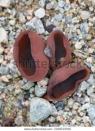 Attēlu rezultāti vaicājumam “Peziza badia”