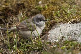 Attēlu rezultāti vaicājumam “Sylvia curruca”