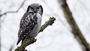 Image result for Surnia ulula