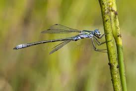 Attēlu rezultāti vaicājumam “Lestes dryas male”