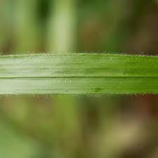 Attēlu rezultāti vaicājumam “Brachypodium sylvaticum leaf”