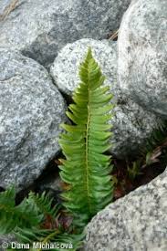 Attēlu rezultāti vaicājumam “Polystichum lonchitis”
