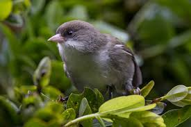 Image result for Bushiki Kwai