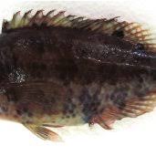 Image result for Symphodus bailloni