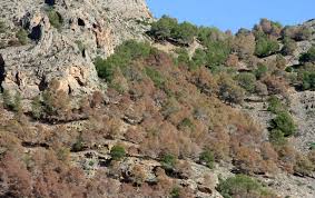 Attēlu rezultāti vaicājumam “Tomicus minor”