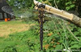 Attēlu rezultāti vaicājumam “Epitheca bimaculata”