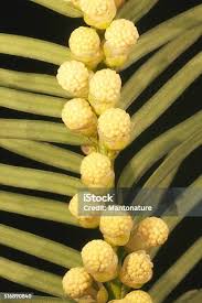 Attēlu rezultāti vaicājumam “Taxus baccata male flower”