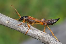 Attēlu rezultāti vaicājumam “Necydalis major”