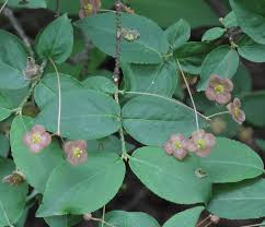 Attēlu rezultāti vaicājumam “Euonymus verrucosus”