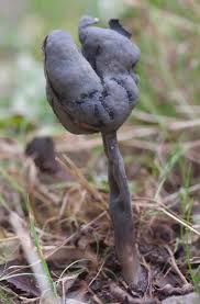 Attēlu rezultāti vaicājumam “Helvella”