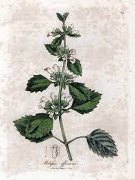 Image result for Melissa officinalis
