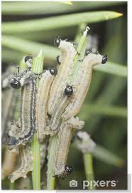 Attēlu rezultāti vaicājumam “Neodiprion sertifer larva”