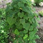 Attēlu rezultāti vaicājumam “Menispermum dauricum leaf”