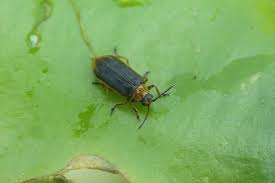 Attēlu rezultāti vaicājumam “Galerucella nymphaeae”