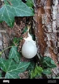 Attēlu rezultāti vaicājumam “Lycogala flavofuscum spores”