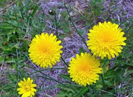Attēlu rezultāti vaicājumam “Hypochaeris radicata fruit”
