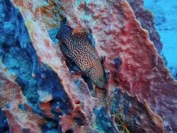 Image result for Cephalopholis cruentata