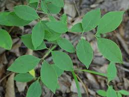 Attēlu rezultāti vaicājumam “Santalaceae”