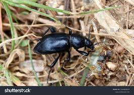 Attēlu rezultāti vaicājumam “Blaps mortisaga”