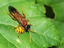 Attēlu rezultāti vaicājumam “Tenthredo campestris”
