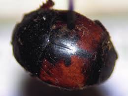 Attēlu rezultāti vaicājumam “Hypocaccus rugiceps”