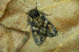 Attēlu rezultāti vaicājumam “Lacanobia contigua”