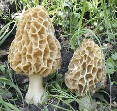 Attēlu rezultāti vaicājumam “Morchella esculenta”