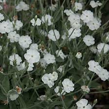 Image result for Lychnis coronaria alba