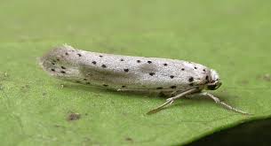 Attēlu rezultāti vaicājumam “Yponomeuta evonymella imago”