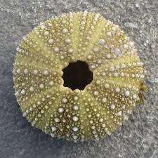 Image result for Strongylocentrotus droebachiensis