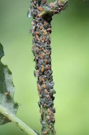 Attēlu rezultāti vaicājumam “Aphis farinosa”