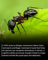 Attēlu rezultāti vaicājumam “Conardia compacta macro”