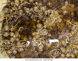 Attēlu rezultāti vaicājumam “Nostoc pruniforme”