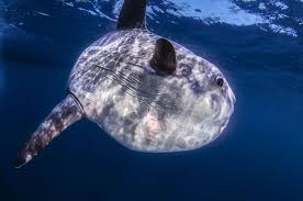 Image result for Mola mola