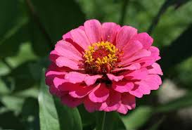 Image result for Zinnia violacea