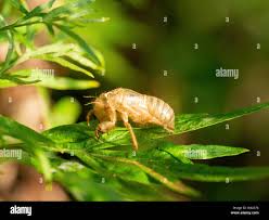 Attēlu rezultāti vaicājumam “Aleurochiton aceris nymph”