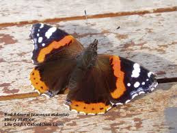 Attēlu rezultāti vaicājumam “Vanessa atalanta”