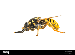 Attēlu rezultāti vaicājumam “Temnostoma vespiforme”