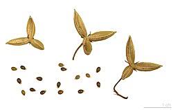 Attēlu rezultāti vaicājumam “Viola reichenbachiana leaf”