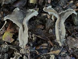 Attēlu rezultāti vaicājumam “Pseudocraterellus sinuosus”