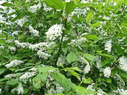 Attēlu rezultāti vaicājumam “Padus avium fruit”