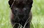 Black PANTHERS - Black PANTHERS Photo (31170208) - Fanpop