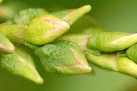 Attēlu rezultāti vaicājumam “Persicaria hydropiper”