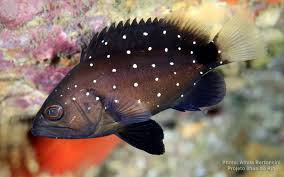 Image result for Hyporthodus quernus