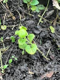 Attēlu rezultāti vaicājumam “Liposthenes glechomae”