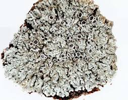 Attēlu rezultāti vaicājumam “Physcia aipolia”