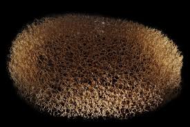 Attēlu rezultāti vaicājumam “Zygaena cocoon”